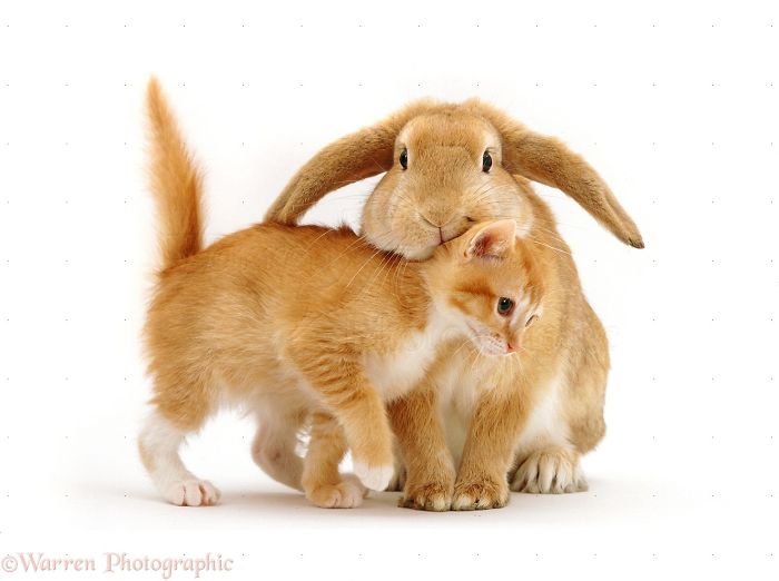 Animals
