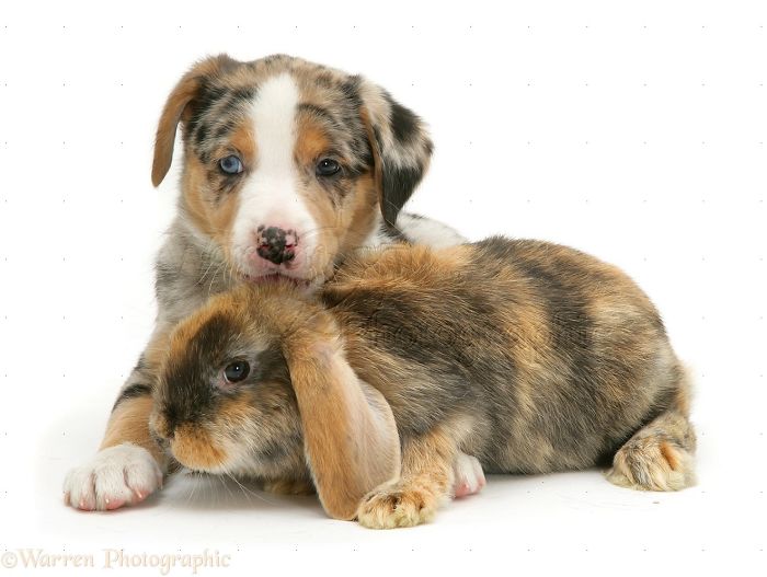 Animals