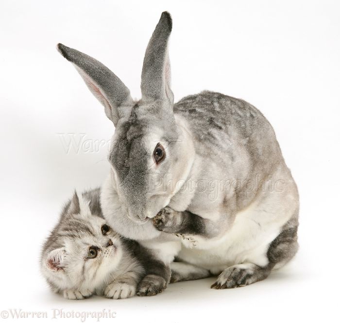 Animals
