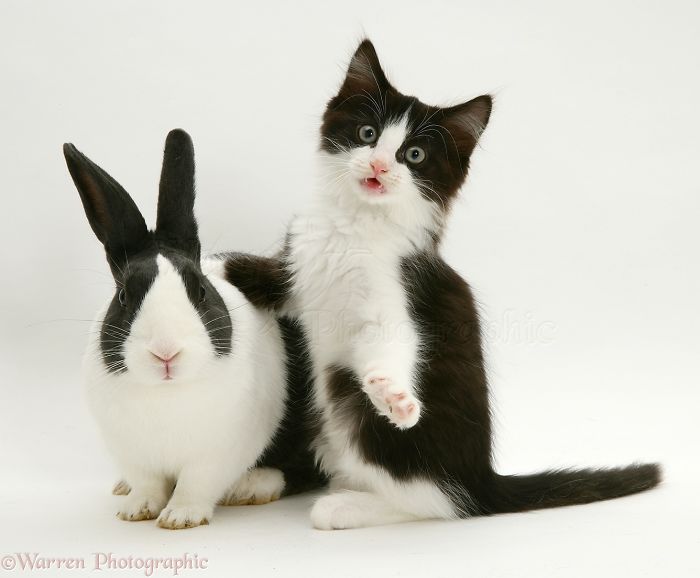 Animals