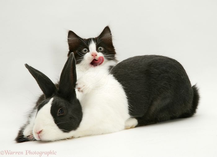 Animals