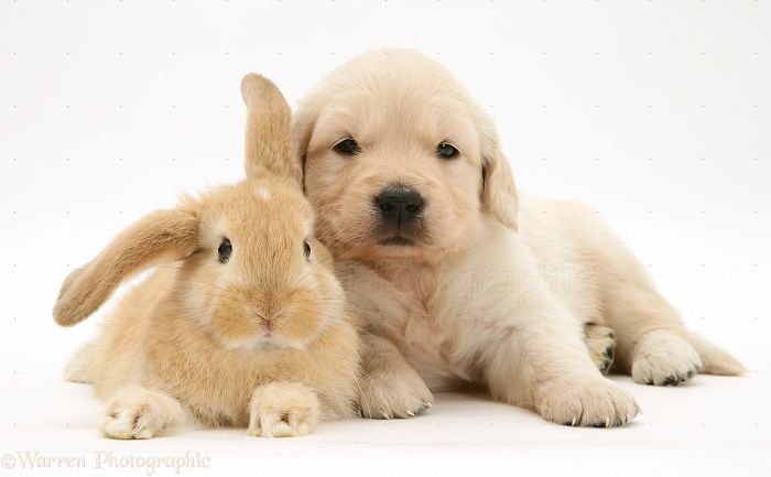 Animals