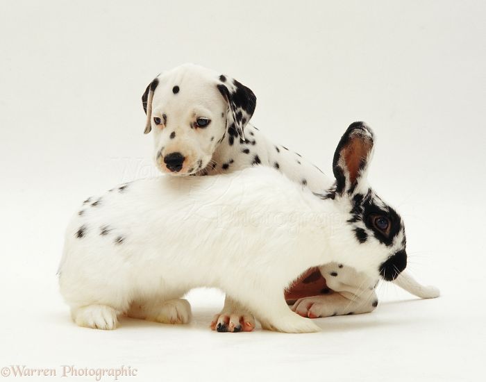 Animals
