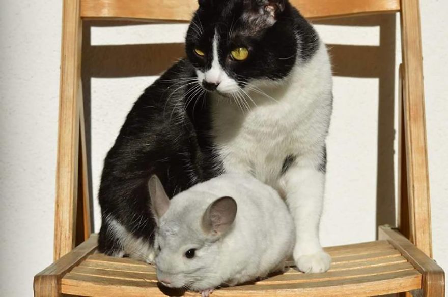 Great Friends - Sz&ouml;rcsi And Lufi