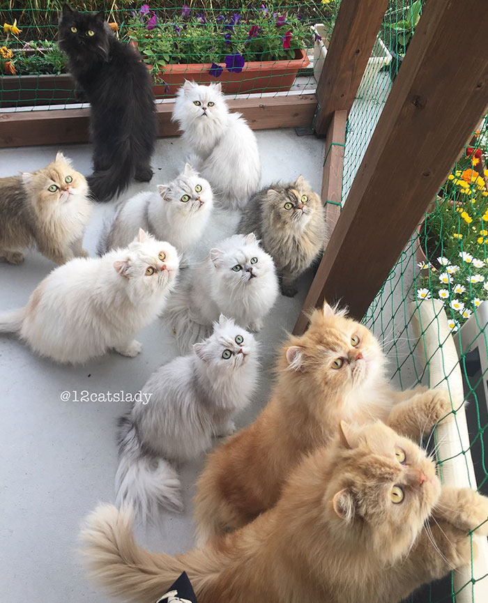 “12 Cats Lady” Is Exploding Instagram With Her Twelve Persians