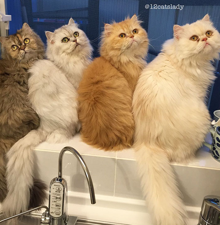 “12 Cats Lady” Is Exploding Instagram With Her Twelve Persians
