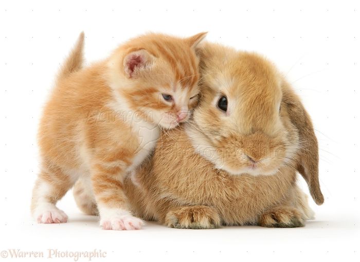 Animals