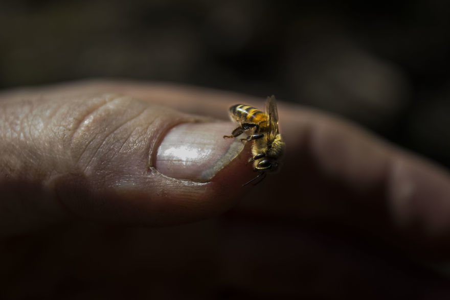I Spent A Day With 60,000 Bees And I Loved It