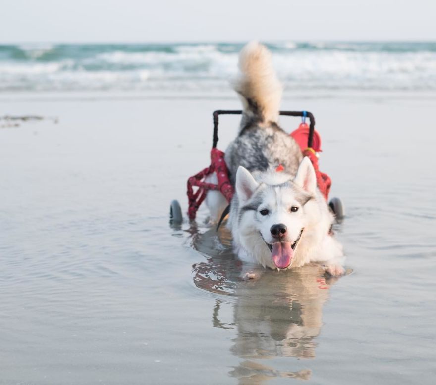 Husky Born Without Paws Gets Adopted And Becomes The Happiest Pup In A Wheelchair