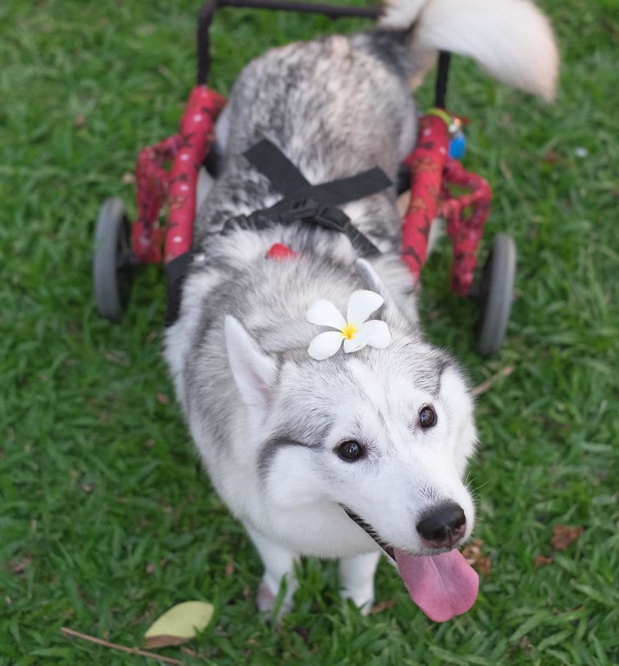 Husky Born Without Paws Gets Adopted And Becomes The Happiest Pup In A Wheelchair