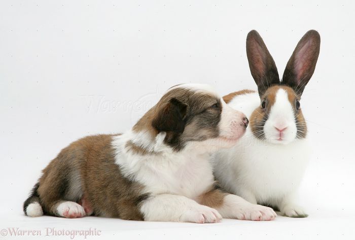 Animals