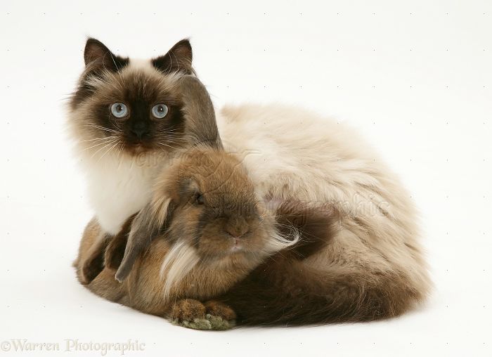 Animals