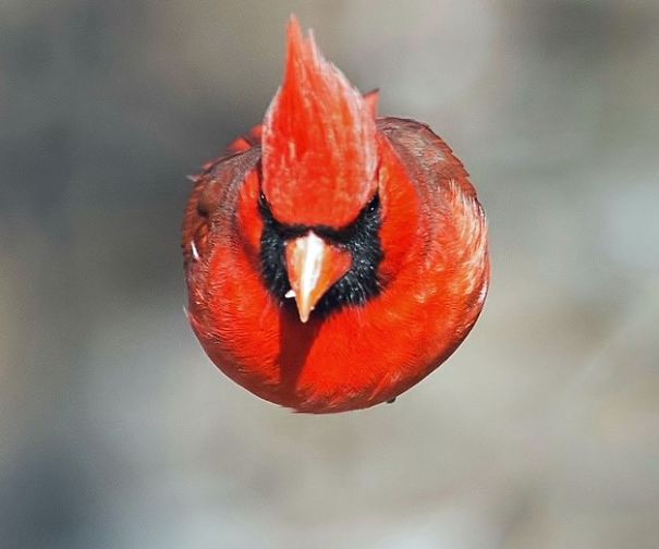 Cardinalis Cardinalis - Small Is Beautiful