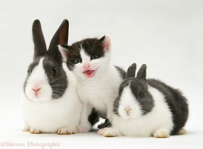 Animals
