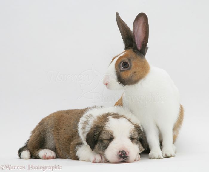 Animals