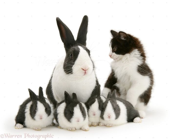 Animals