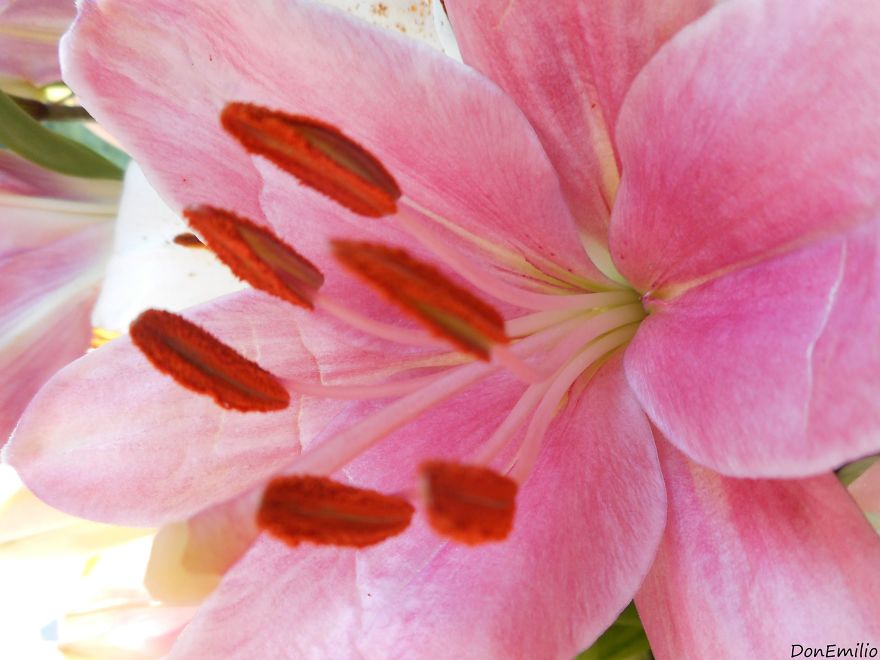 To Take One Picture I Can See Hundreds Of Flowers.