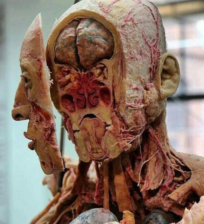 Human Body , Like Never Before ! (+20 Amazing Photos)