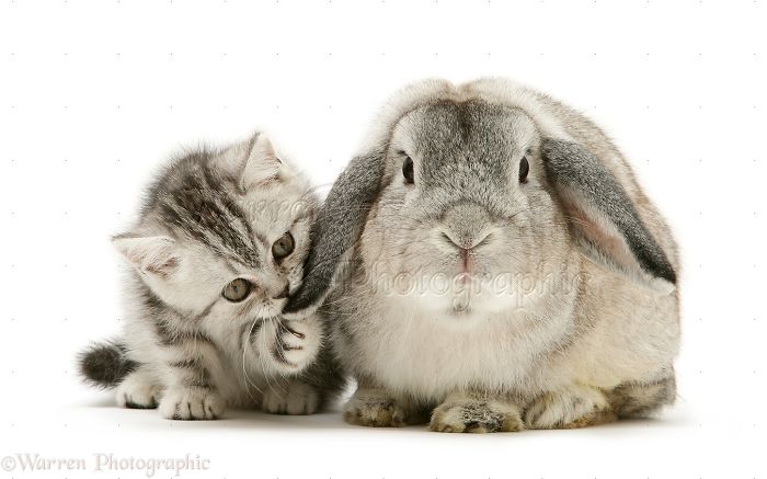 Animals