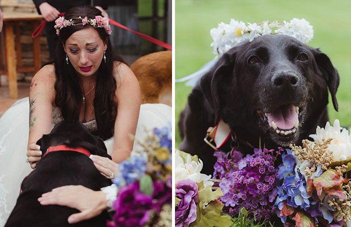 15-Year-Old Dying Dog Lives To See Owner Get Married