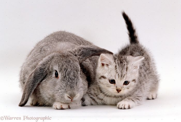 Animals