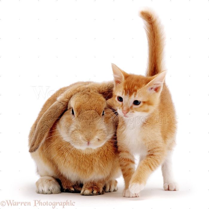 Animals
