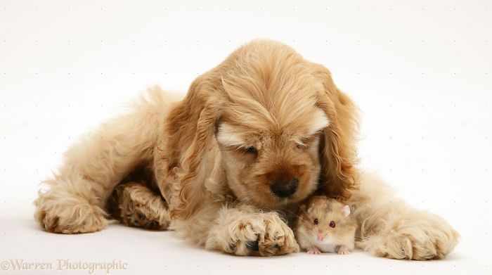 Animals