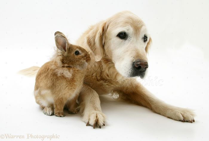 Animals