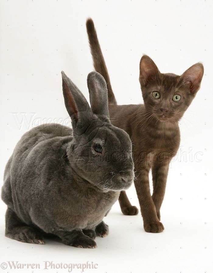 Animals