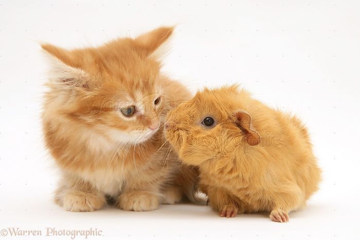 Animals