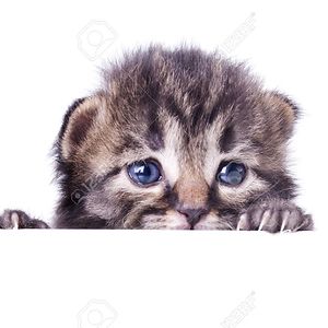 capespca