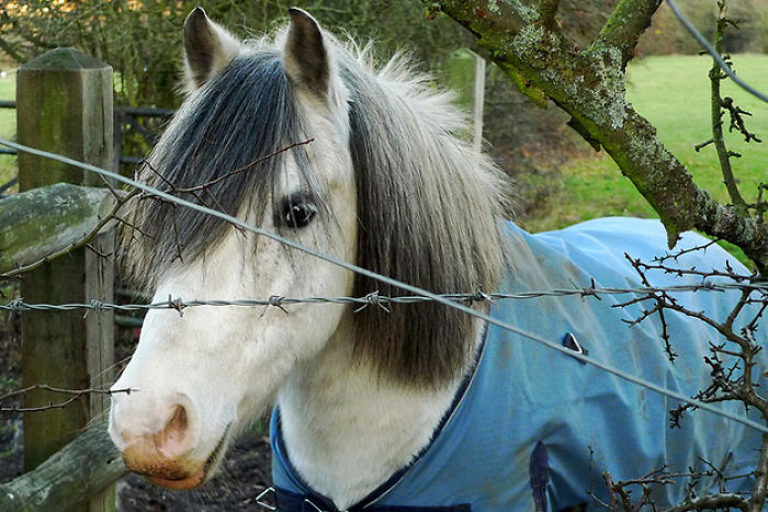 20 Horses With Better Hairdos Than Yours
