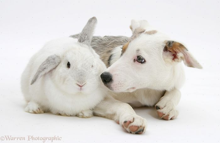 Animals