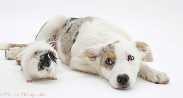 Animals