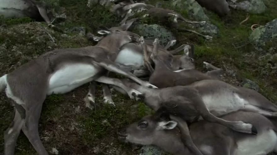 323 Dear Zapped In Norway