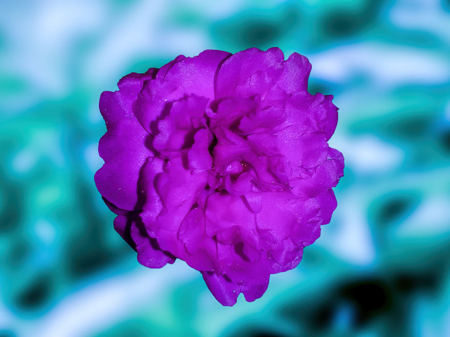 20+ Elegant Image Of Flowers, Sparkling Colors