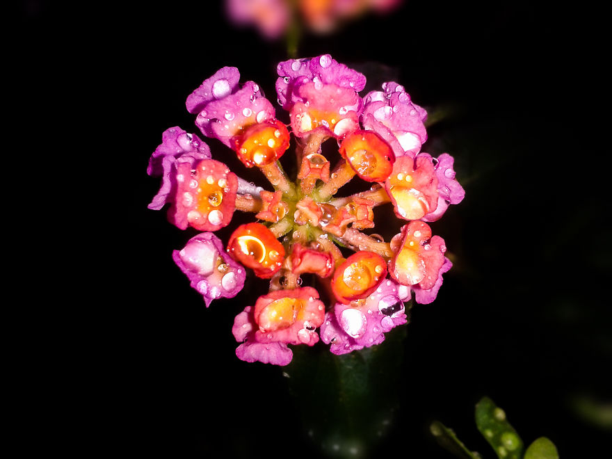 20+ Elegant Image Of Flowers, Sparkling Colors
