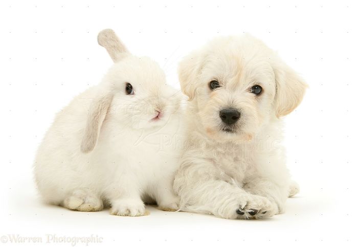 Animals
