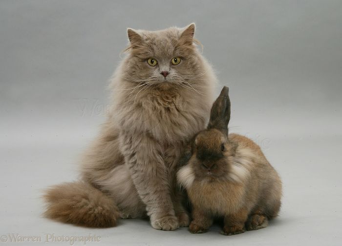 Animals