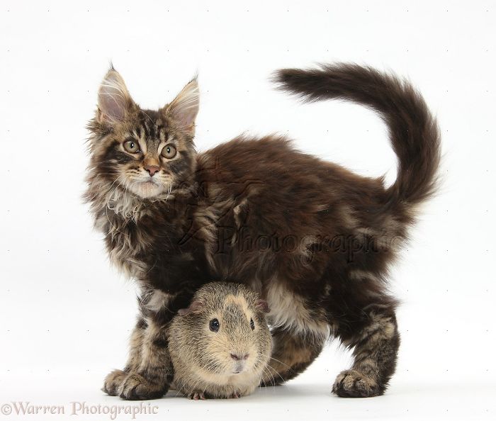 Animals