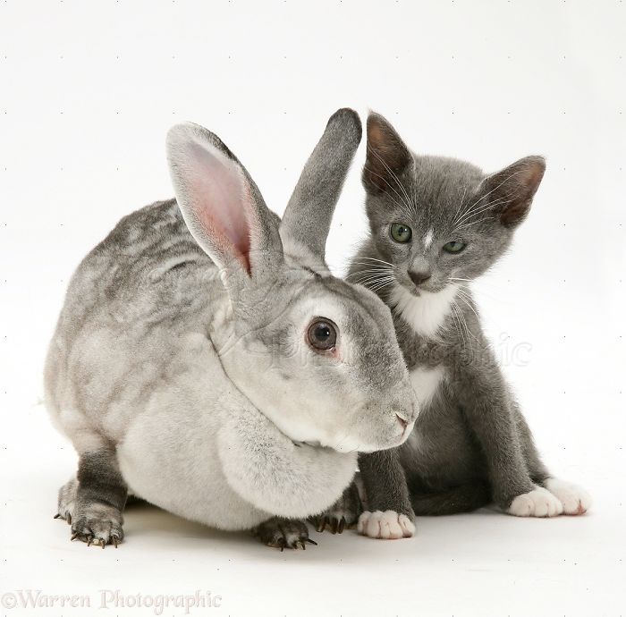 Animals