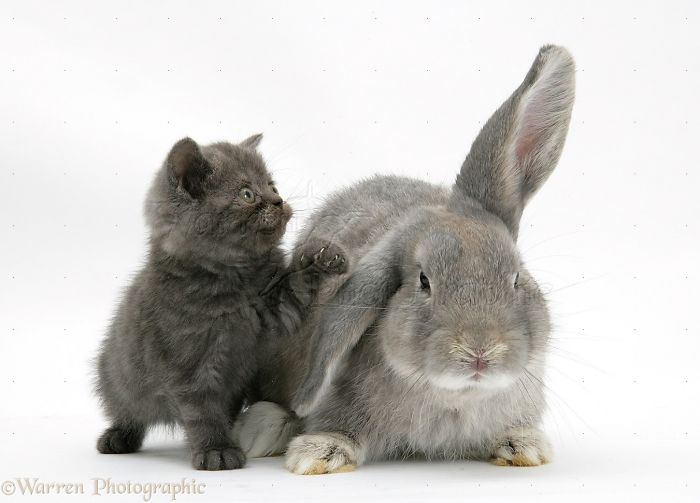 Animals