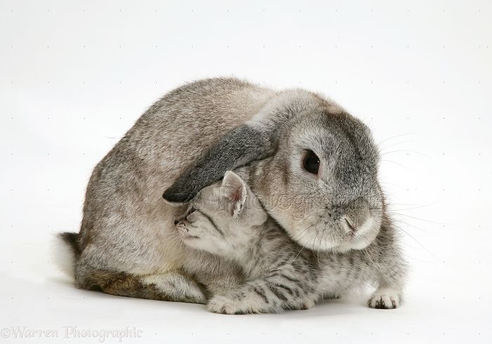 Animals