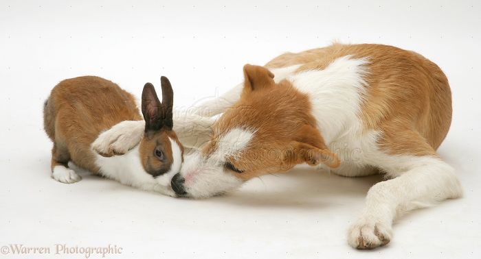 Animals