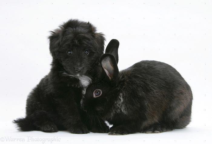 Animals