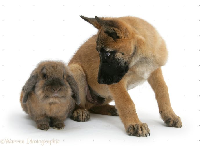 Animals