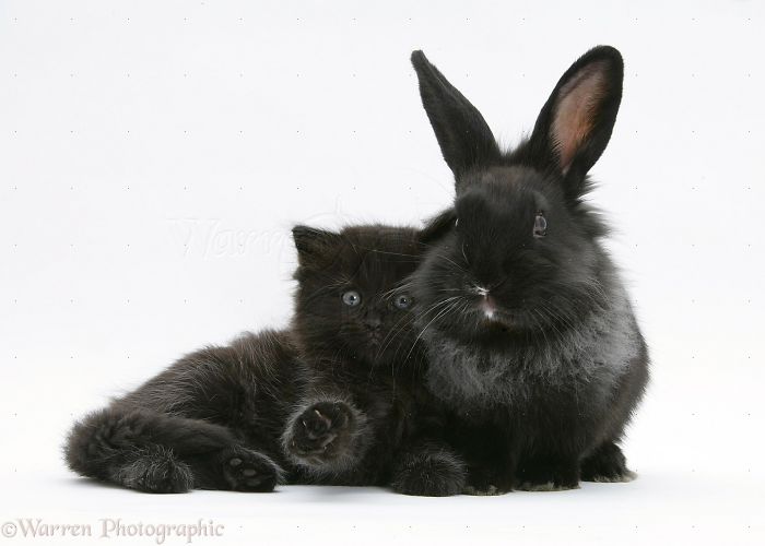 Animals