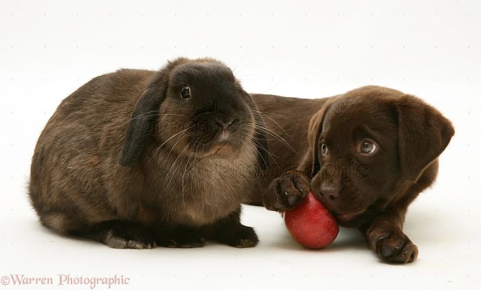 Animals