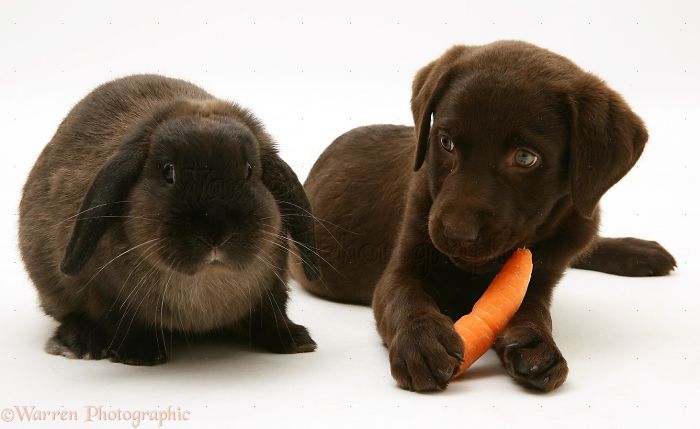 Animals