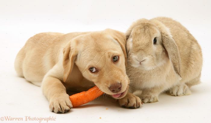 Animals
